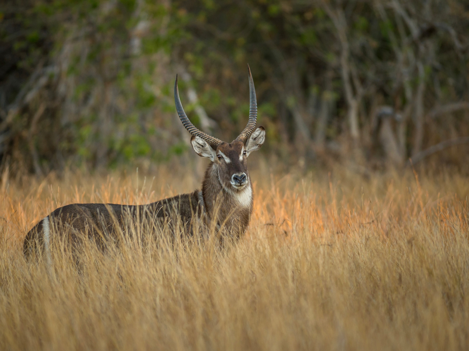 Machaba Web Home Gallery Wildlife Waterbuck Machaba Web Home Gallery Wildlife Waterbuck
