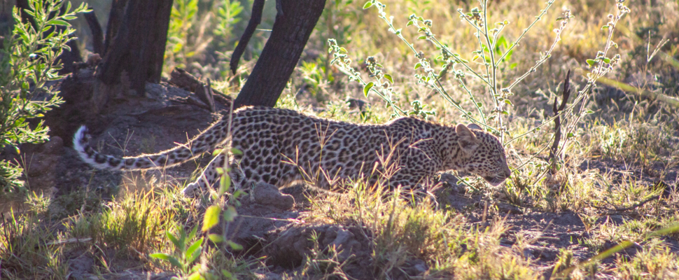 Machaba Gomoti Experience Safari Mvr 091