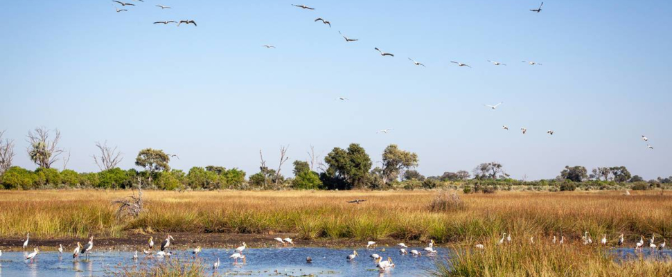 Botswana Resident Rate Special Cta Strip Botswana Resident Rate Special Cta Strip