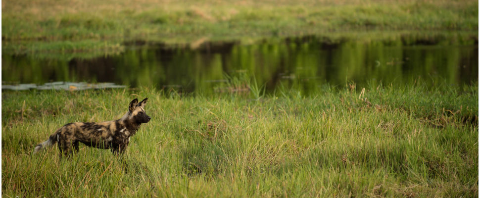 Machaba Botswana Okavango Delta Machaba Camp Sightings February 2020 Cta