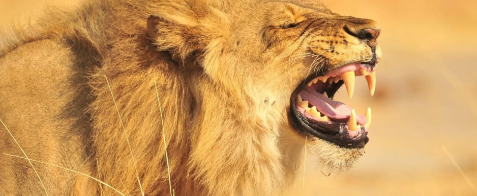 Machaba Safaris Zimbabwe Hwange Deteema Springs Sightings Lion