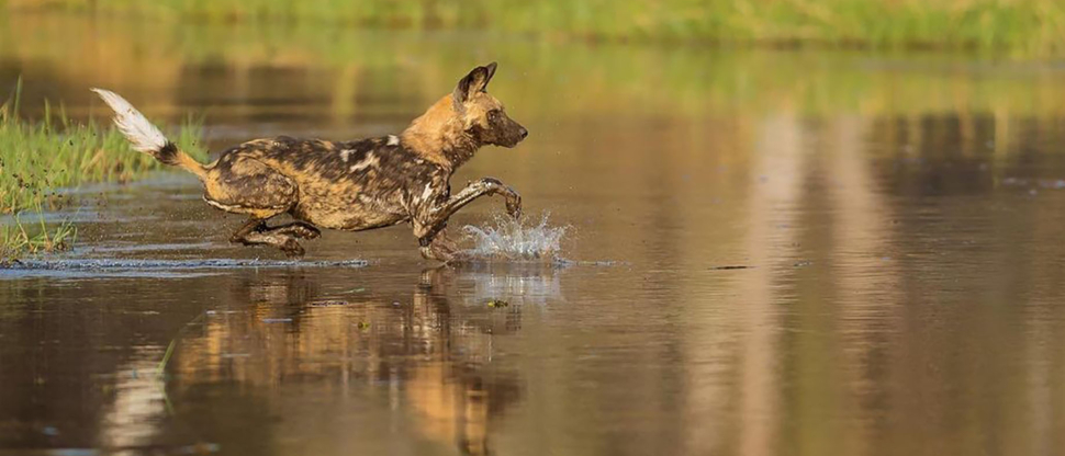 Botswana Okavango Delta Machaba Camp Sightings May 2021 Wild Dog Botswana Okavango Delta Machaba Camp Sightings May 2021 Wild Dog