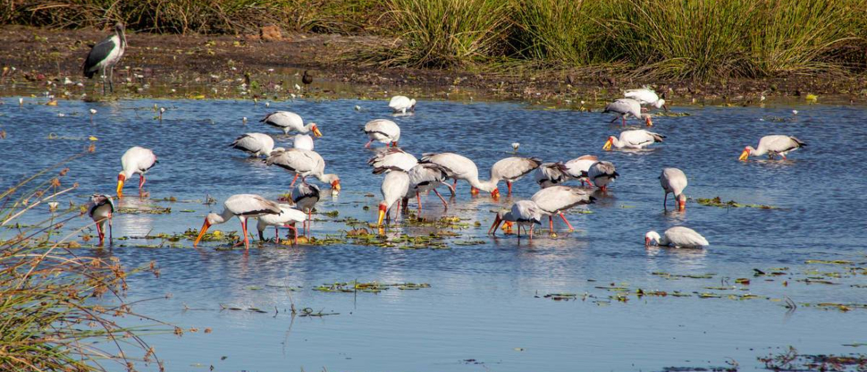 Machaba Botswana Chobe Ngoma Sighting May 2020 Body Image Birds Machaba Botswana Chobe Ngoma Sighting May 2020 Body Image Birds
