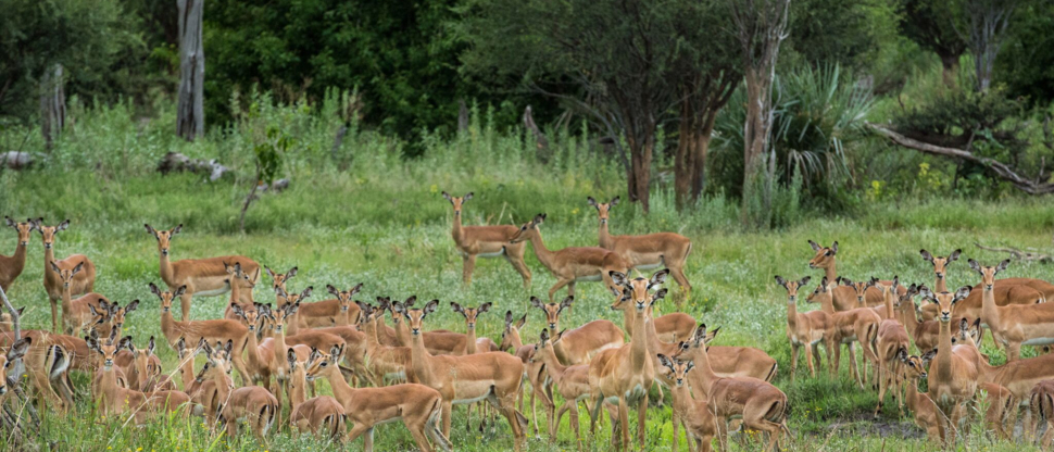Gomoti April Wildlife Impala Gomoti April Wildlife Impala