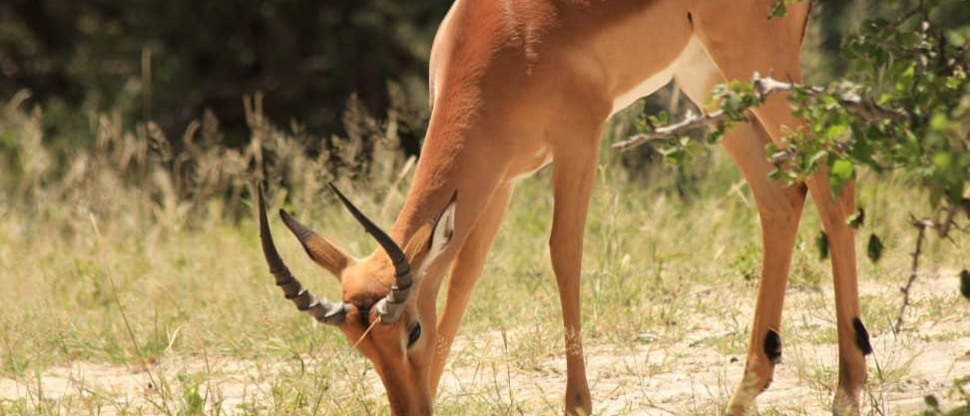 Verneys March Wildlife Report Verneys March Wildlife Report