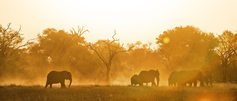 Ngoma April Wildlife Sightings Elephant Ngoma April Wildlife Sightings Elephant