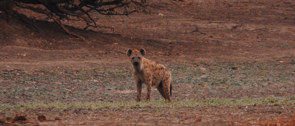 Zimbabwe Mana Pools Ingwe Pan August 2020 Wild Dog Zimbabwe Mana Pools Ingwe Pan August 2020 Wild Dog