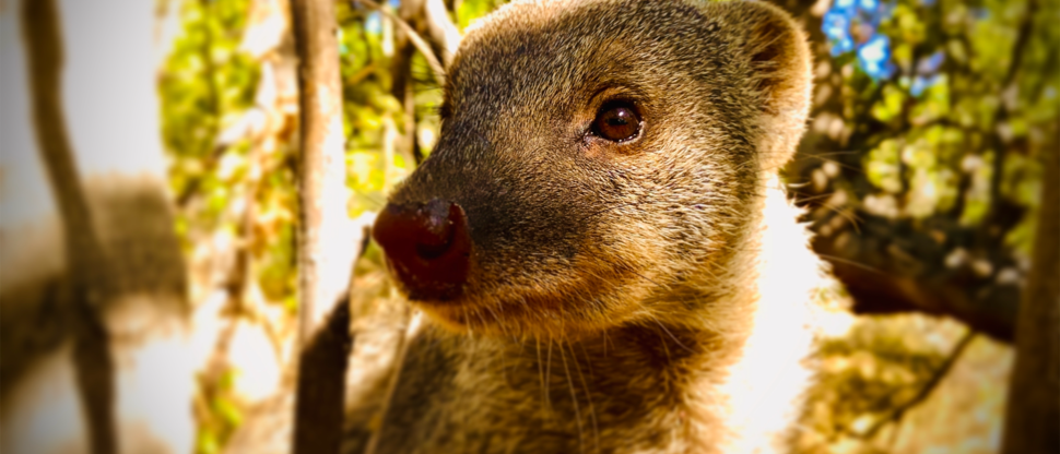 Botswana Okavango Delta Machaba Camp Sightings May 2021 Banded Mongoose Botswana Okavango Delta Machaba Camp Sightings May 2021 Banded Mongoose