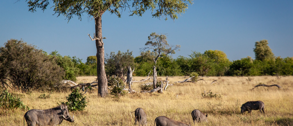 Botswana Okanvanga Delta Machaba Camp Sightings Jan 2021 5 Botswana Okanvanga Delta Machaba Camp Sightings Jan 2021 5