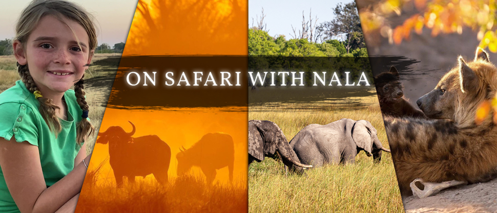 Machaba Botswana Nala Safari Machaba Botswana Nala Safari