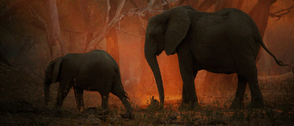 Mana River Camp Blog Elephants Mana River Camp Blog Elephants