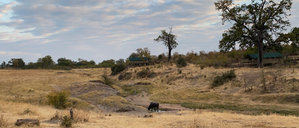 Machaba Zimbabwe Hwange Deteema June Sightings 2020 Buffalo Machaba Zimbabwe Hwange Deteema June Sightings 2020 Buffalo