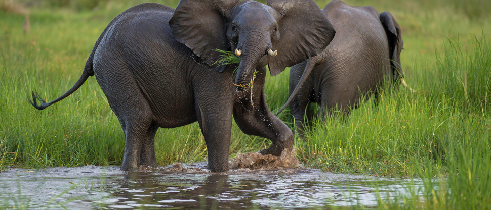 Botswana Okanvanga Delta Machaba Camp Sightings Jan 2021 3 Botswana Okanvanga Delta Machaba Camp Sightings Jan 2021 3