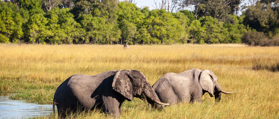 Botswana Okavango Delta Machaba Camp Sightings May 2021 Elephant Pair Botswana Okavango Delta Machaba Camp Sightings May 2021 Elephant Pair