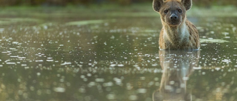 Botswana Okavango Delta Machaba Camp Sightings May 2021 Hyena Botswana Okavango Delta Machaba Camp Sightings May 2021 Hyena