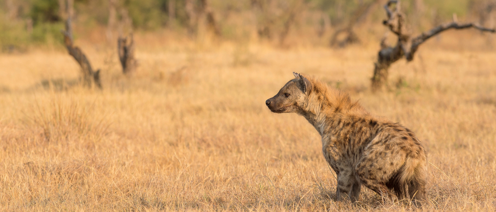 Botswana Okavango Delta Machaba Camp Hyena October Sighting Botswana Okavango Delta Machaba Camp Hyena October Sighting