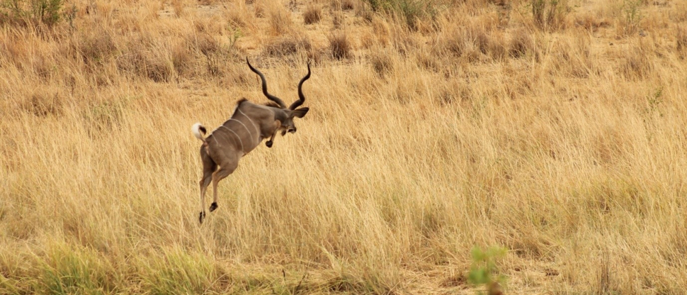Machaba Zimbabwe Hwange Deteema Camp Kudu Sightings November 2019 Machaba Zimbabwe Hwange Deteema Camp Kudu Sightings November 2019
