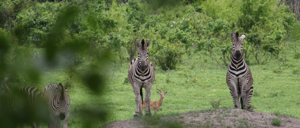 machaba-zimbabwe-deteema-springs-sighting-january-2020-zebra.JPG Machaba Zimbabwe Deteema Springs Sighting January 2020 Zebra