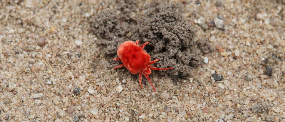 machaba-zimbabwe-deteema-springs-sighting-january-2020-velvet-mite.JPG Machaba Zimbabwe Deteema Springs Sighting January 2020 Velvet Mite