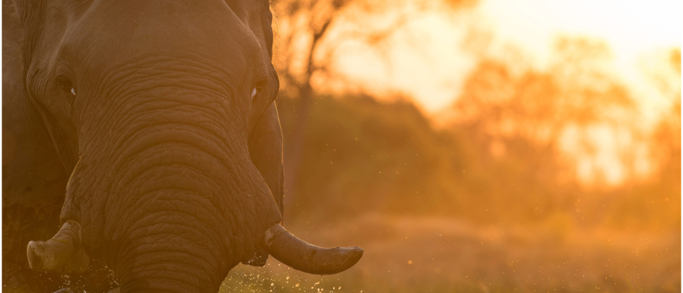 Machaba Botswana Okavango Delta September Sightings 2020 Elephant Machaba Botswana Okavango Delta September Sightings 2020 Elephant