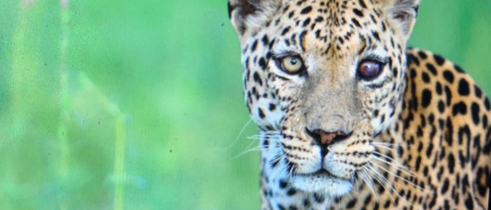 Machaba Botswana Okavango Delta Machaba Camp Sightings Leopard Machaba Botswana Okavango Delta Machaba Camp Sightings Leopard