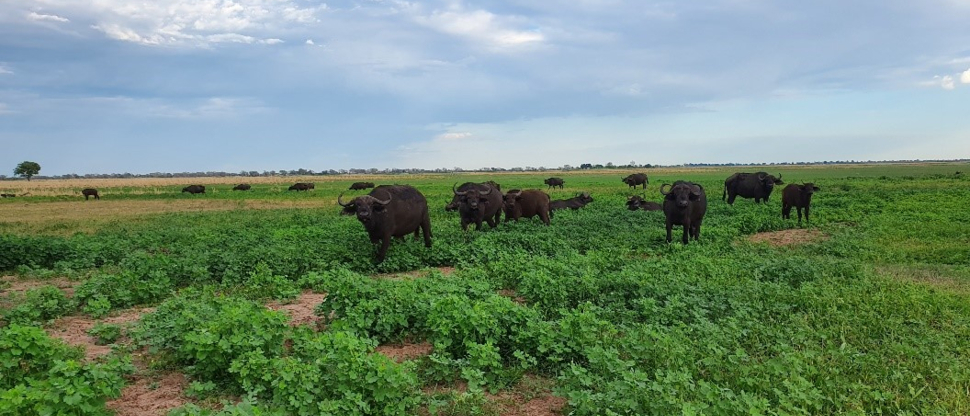 Machaba Safaris Botswana Chobe Ngoma Lodge Sightings Dec 2019 Gallery Image Buffalo Machaba Safaris Botswana Chobe Ngoma Lodge Sightings Dec 2019 Gallery Image Buffalo