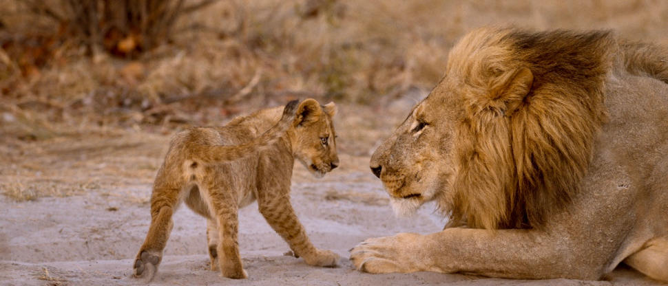 Machaba Botswana Okavango Delta Machaba Camp Lions June Sightings 2020 Machaba Botswana Okavango Delta Machaba Camp Lions June Sightings 2020