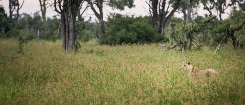 Lioness Gomoti Plains April Wildlife Lioness Gomoti Plains April Wildlife