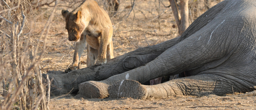 Zimbabwe Hwange Deteema Springs Wildlife Sightings September 2020 Lion Zimbabwe Hwange Deteema Springs Wildlife Sightings September 2020 Lion