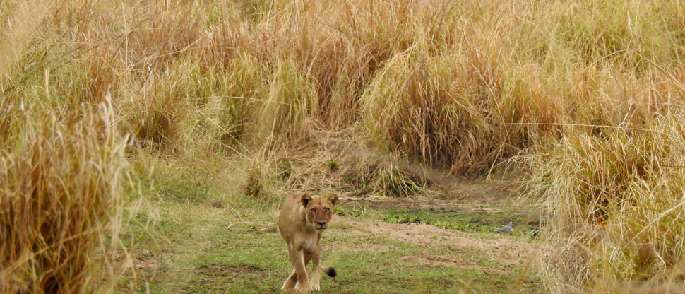 Zimbabawe Mana Pools Ingwe Pan Safari Lion At Camp Zimbabawe Mana Pools Ingwe Pan Safari Lion At Camp