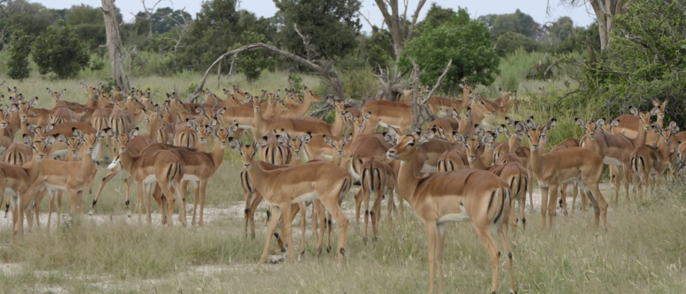 Gomoti Plains Botswana Wildlife Sighting March Impala Gomoti Plains Botswana Wildlife Sighting March Impala