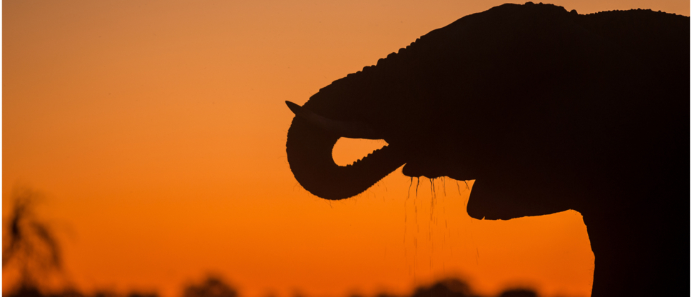 Elephant Machaba Wildife Sightings Botswana Machaba Camp April Elephant Machaba Wildife Sightings Botswana Machaba Camp April