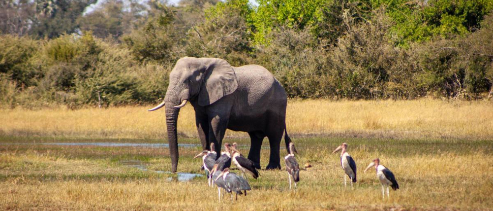 Machaba Botswana Chobe Ngoma Sighting May 2020 Body Image Elephant Machaba Botswana Chobe Ngoma Sighting May 2020 Body Image Elephant