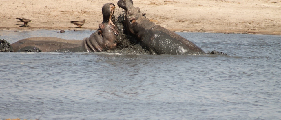 Machaba Zimbabwe Hwange Deteema Camp Hippos Sightings November 2019 Machaba Zimbabwe Hwange Deteema Camp Hippos Sightings November 2019