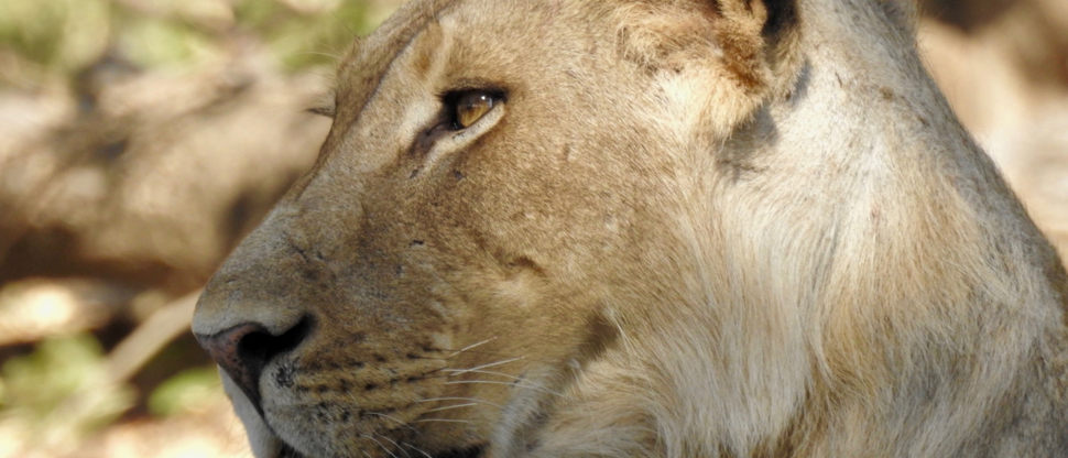 Zimbabwe Mana Pools Ingwe Pan Lion Zimbabwe Mana Pools Ingwe Pan Lion