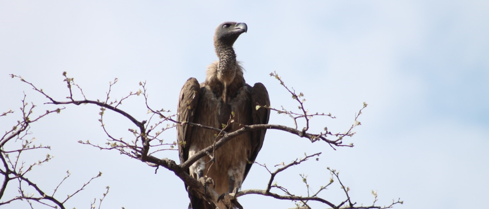 Machaba Zimbabwe Hwange Deteema Camp Vulture Sightings November 2019 Machaba Zimbabwe Hwange Deteema Camp Vulture Sightings November 2019