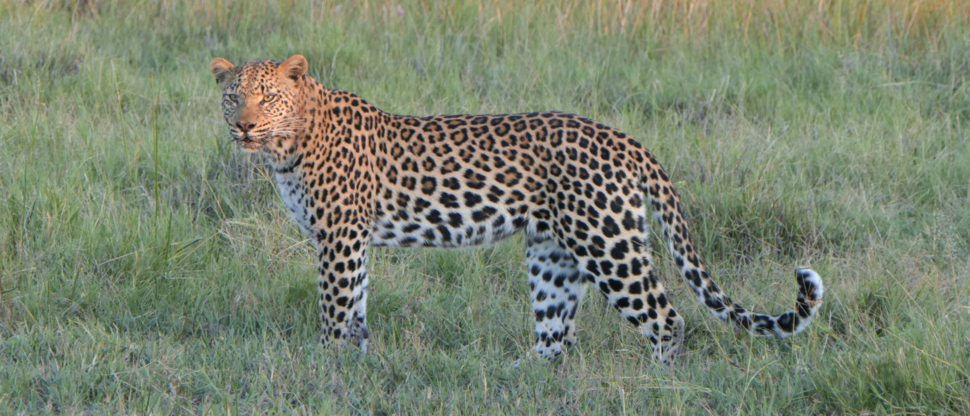 Machaba Botswana Okavango Delta Gomoti Plains Leopard Sightings May 2020 Machaba Botswana Okavango Delta Gomoti Plains Leopard Sightings May 2020