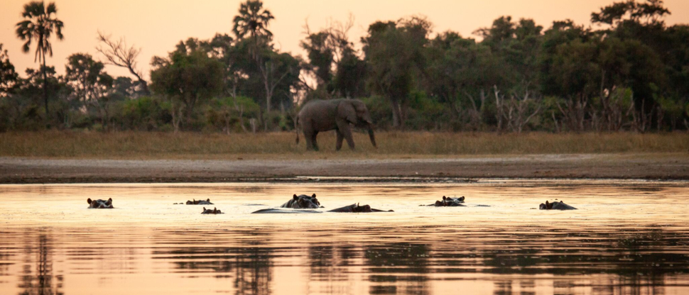 Gomoti Wildlife Sighting Hippo April Gomoti Wildlife Sighting Hippo April