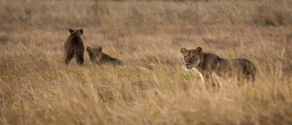 Machaba Botswana Chobe Ngoma Sighting May 2020 Body Image Lions Machaba Botswana Chobe Ngoma Sighting May 2020 Body Image Lions