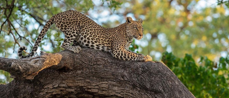 Machaba Botswana Okavango Delta Machaba Camp Leopard June Sightings 2020 2 Machaba Botswana Okavango Delta Machaba Camp Leopard June Sightings 2020 2