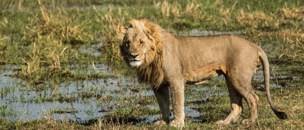 Botswana Okavango Delta Machaba Camp Sightings May 2021 Male Lion Botswana Okavango Delta Machaba Camp Sightings May 2021 Male Lion