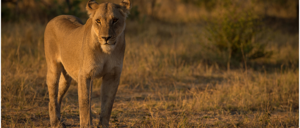 Machaba Botswana Okavango Delta September Sightings 2020 Lion Machaba Botswana Okavango Delta September Sightings 2020 Lion