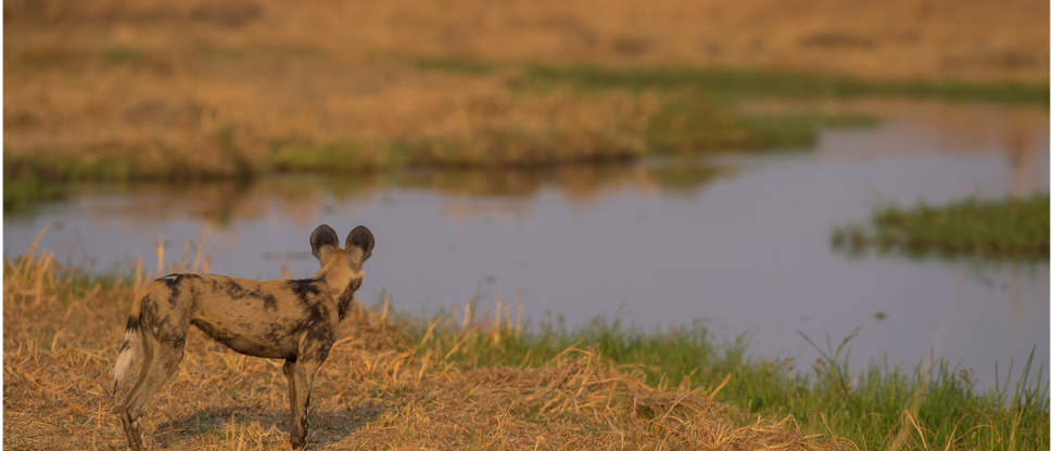 Machaba Botswana Okavango Delta September Sightings 2020 Wild Dog Machaba Botswana Okavango Delta September Sightings 2020 Wild Dog