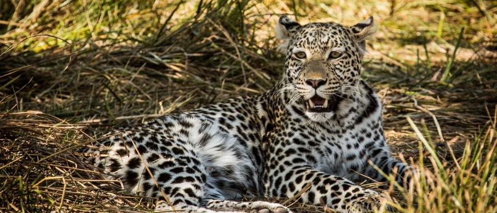 Wildlife April Leopard Machaba Wildlife April Leopard Machaba