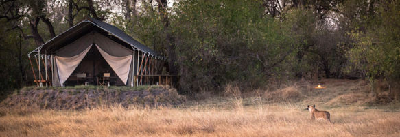 Machaba Botswana Little Machaba Gallery 23