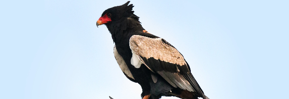 Machaba Safaris Web Wildlife Bird Safari Bateleur