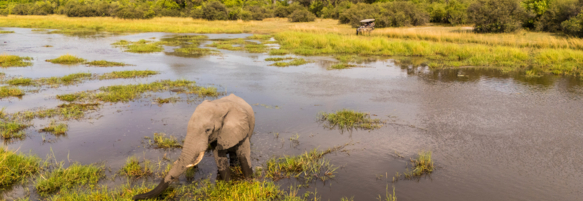 Machaba Safaris Web Wildlife Other Elephant Edge Of River