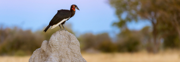 Machaba Safaris Experience Safari Birding 18