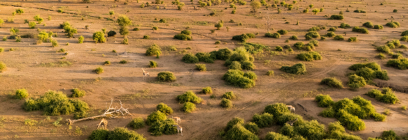 Machaba Safaris Web Destinations Chobe Open Spaces Giraffes