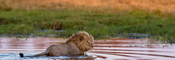 Machaba Safaris Wildlife Predator Lion Water